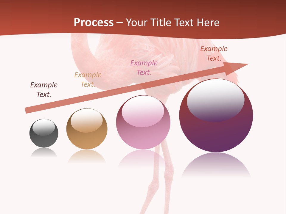 Animal Flamingo Subtropics PowerPoint Template