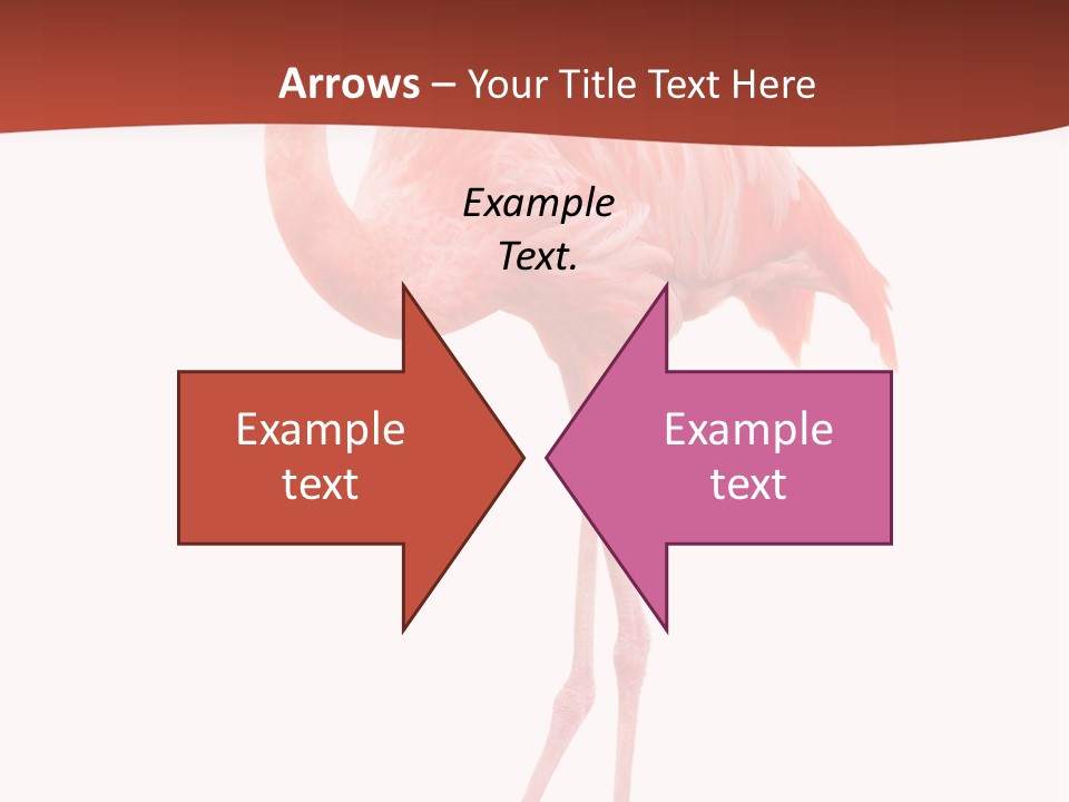 Animal Flamingo Subtropics PowerPoint Template