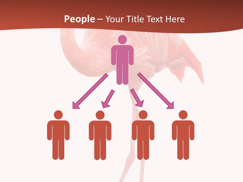 Animal Flamingo Subtropics PowerPoint Template