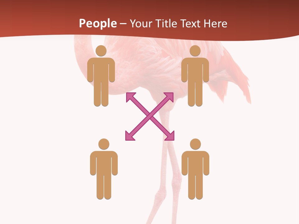 Animal Flamingo Subtropics PowerPoint Template