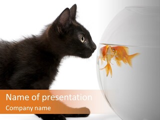 Animal Cat Attentive PowerPoint Template