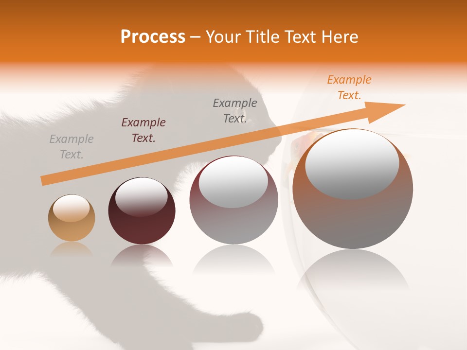 Animal Cat Attentive PowerPoint Template