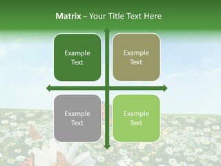 Chamomile Botany Aromatherapy PowerPoint Template