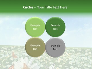 Chamomile Botany Aromatherapy PowerPoint Template