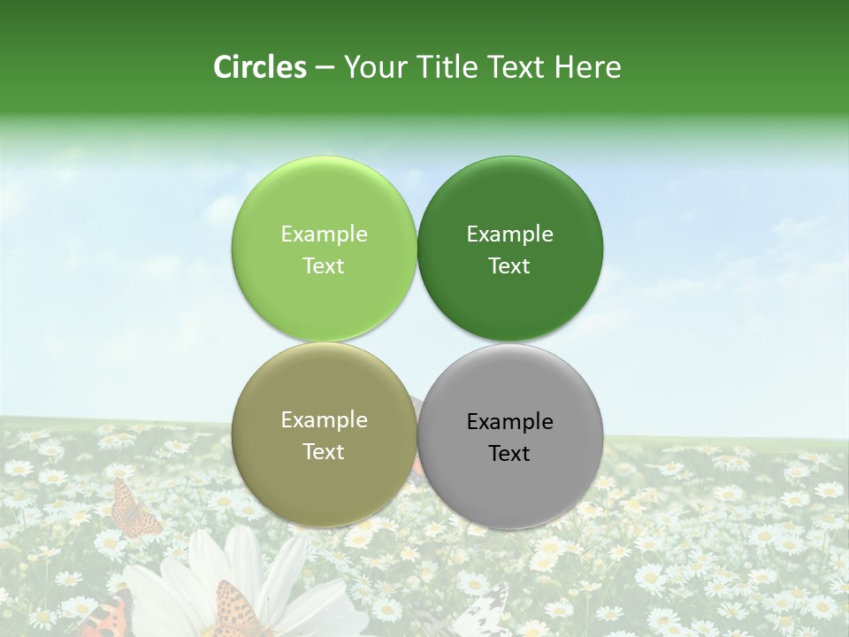 Chamomile Botany Aromatherapy PowerPoint Template