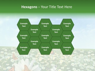 Chamomile Botany Aromatherapy PowerPoint Template