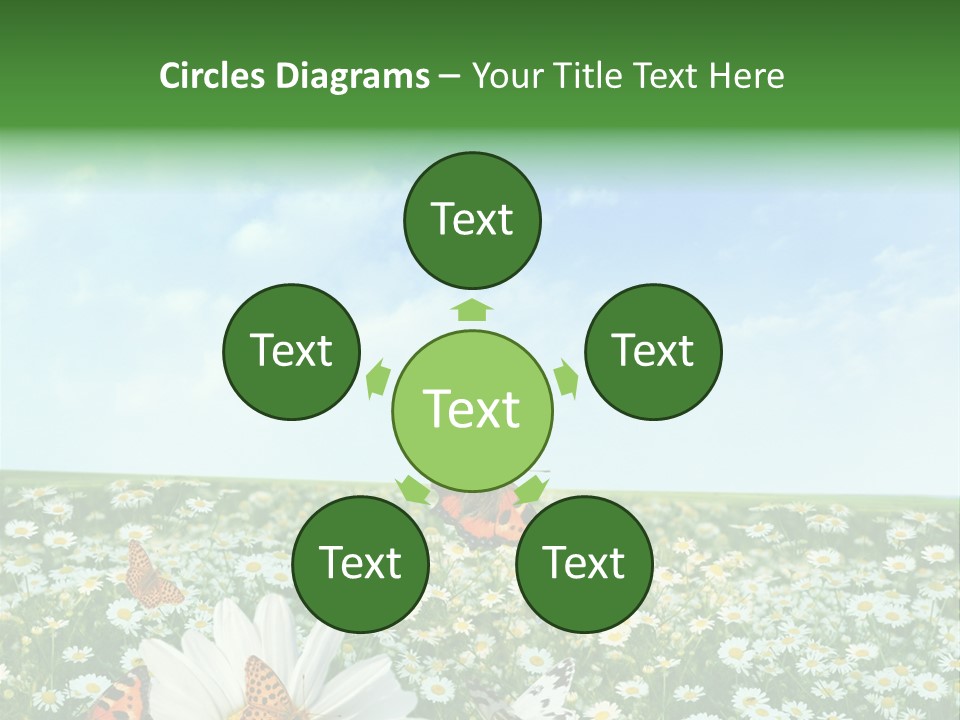 Chamomile Botany Aromatherapy PowerPoint Template