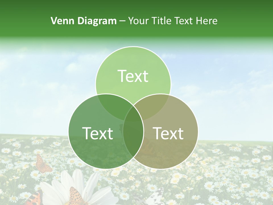 Chamomile Botany Aromatherapy PowerPoint Template
