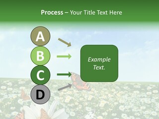 Chamomile Botany Aromatherapy PowerPoint Template