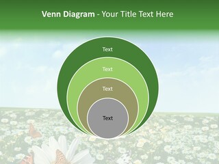 Chamomile Botany Aromatherapy PowerPoint Template