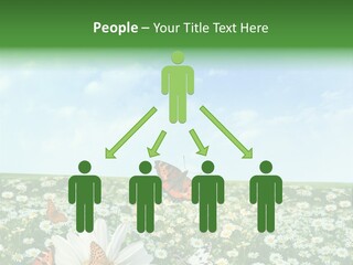 Chamomile Botany Aromatherapy PowerPoint Template