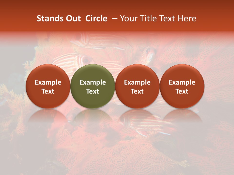 Island Animal Beauty PowerPoint Template