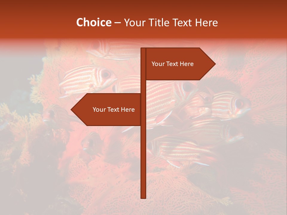 Island Animal Beauty PowerPoint Template