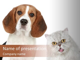 Animals Pretty Pet PowerPoint Template