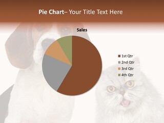 Animals Pretty Pet PowerPoint Template