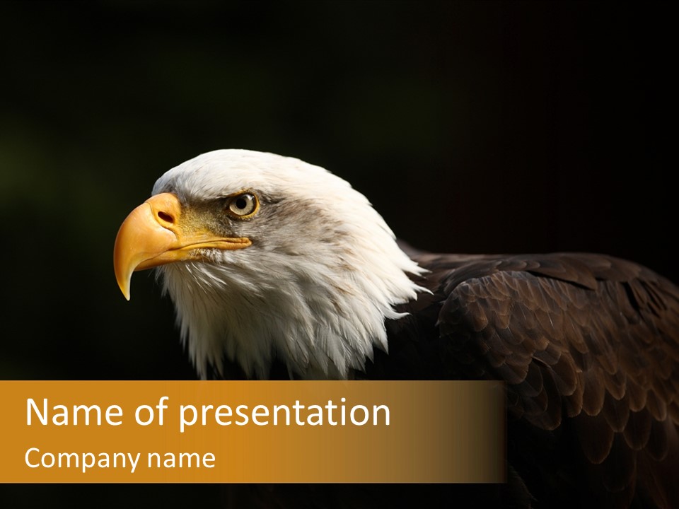 Animal America Hawk PowerPoint Template