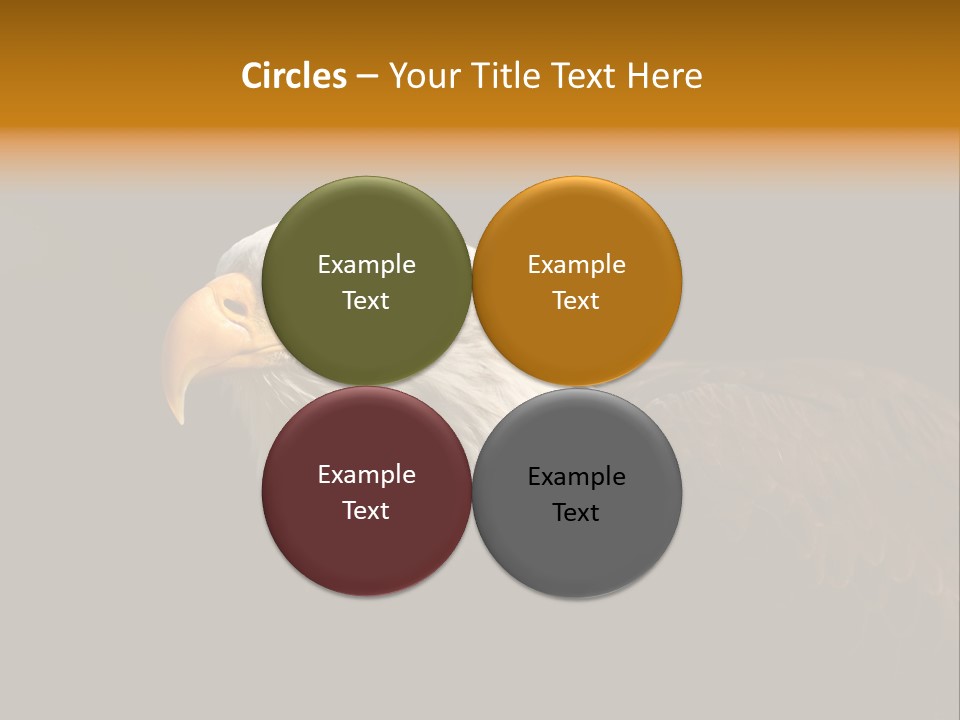 Animal America Hawk PowerPoint Template