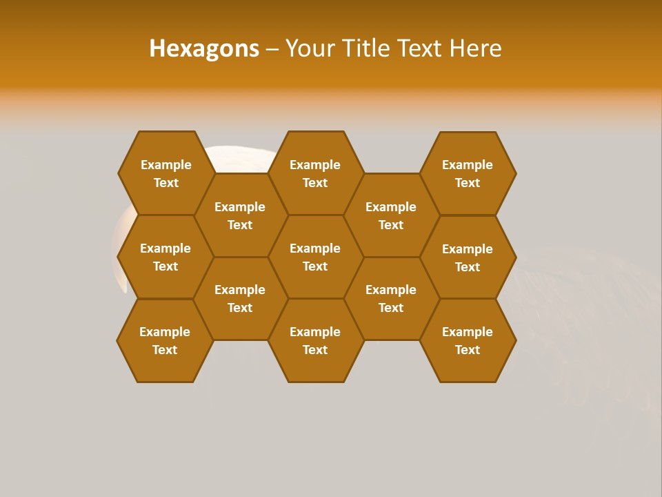 Animal America Hawk PowerPoint Template