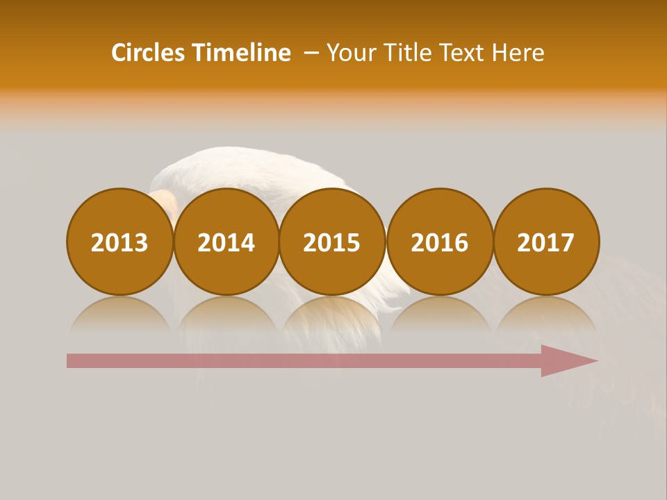 Animal America Hawk PowerPoint Template