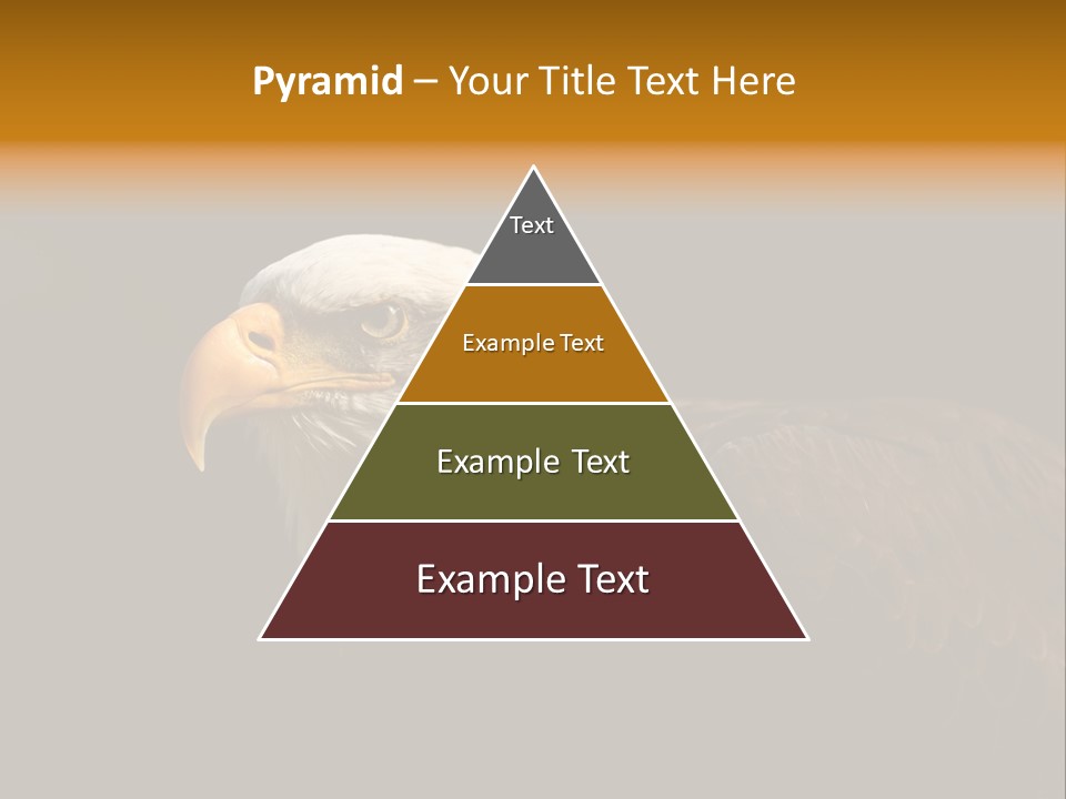 Animal America Hawk PowerPoint Template