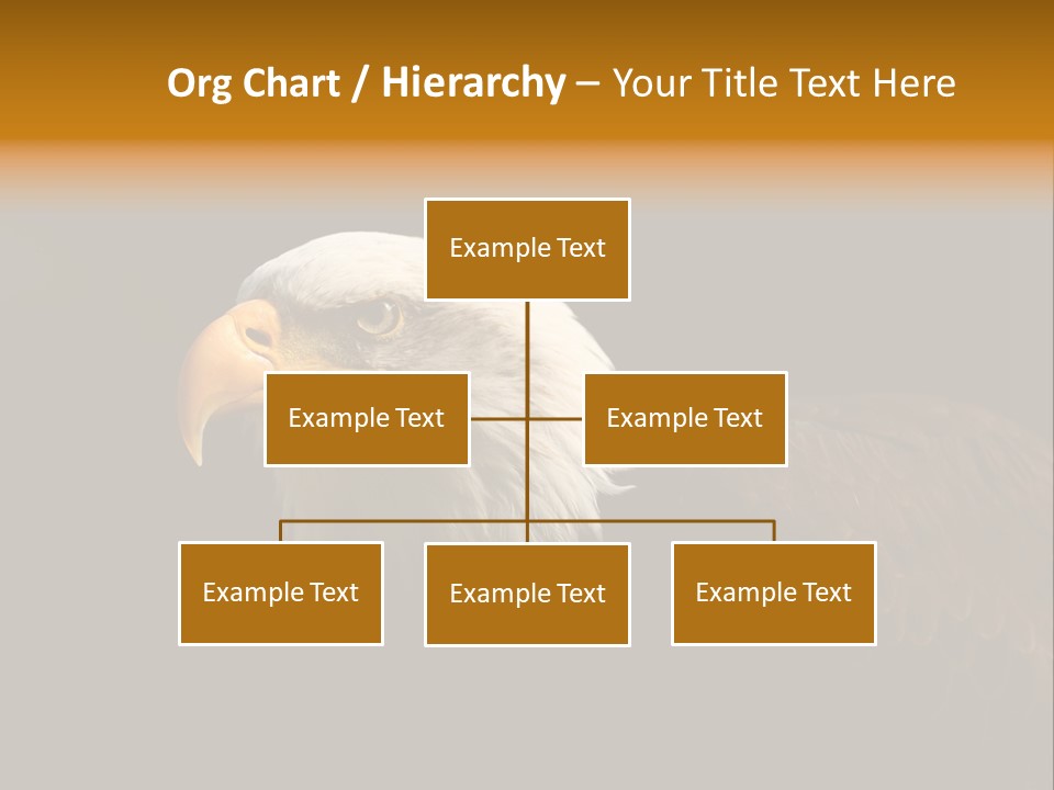 Animal America Hawk PowerPoint Template