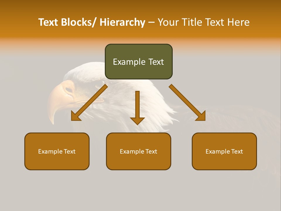 Animal America Hawk PowerPoint Template