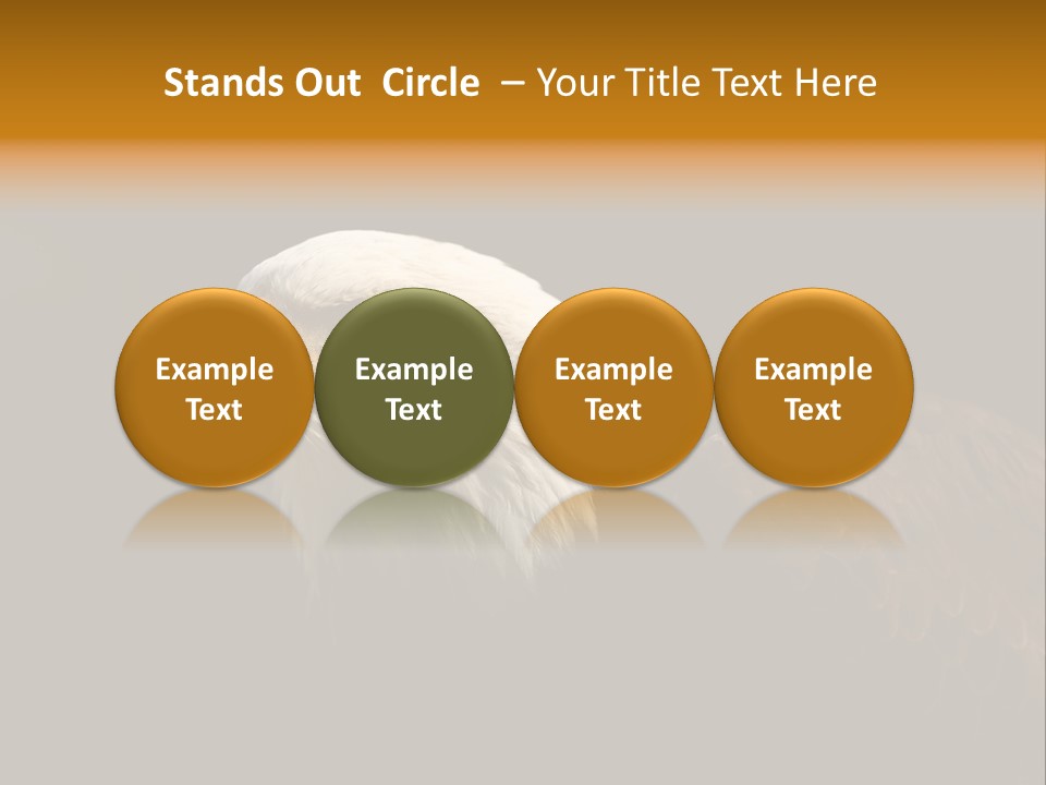 Animal America Hawk PowerPoint Template