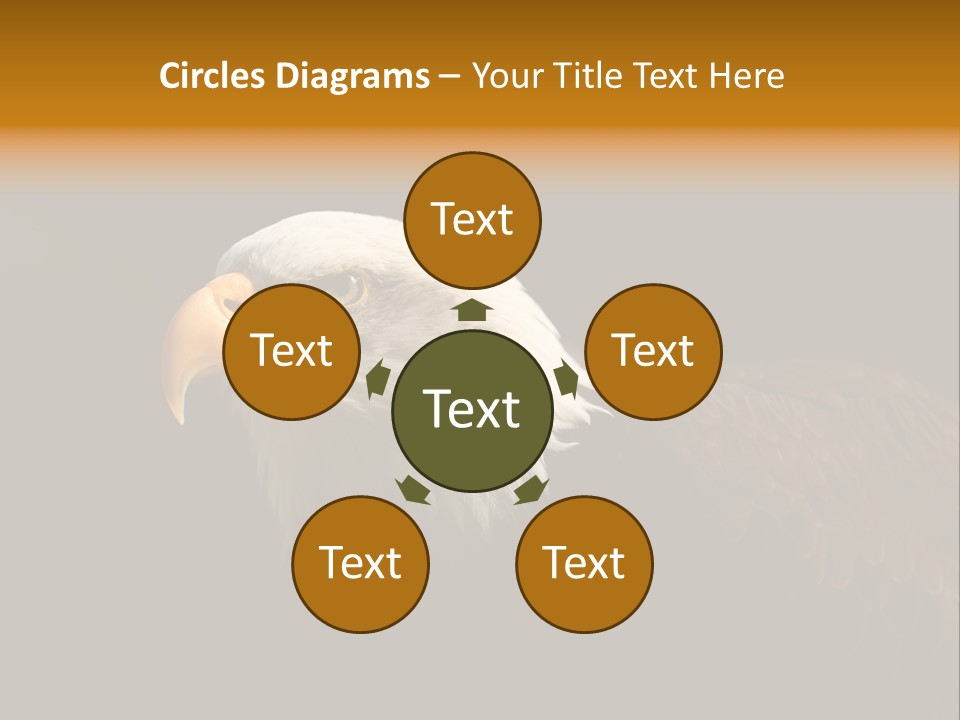 Animal America Hawk PowerPoint Template