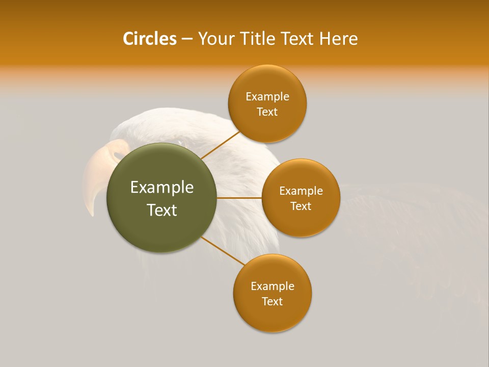 Animal America Hawk PowerPoint Template