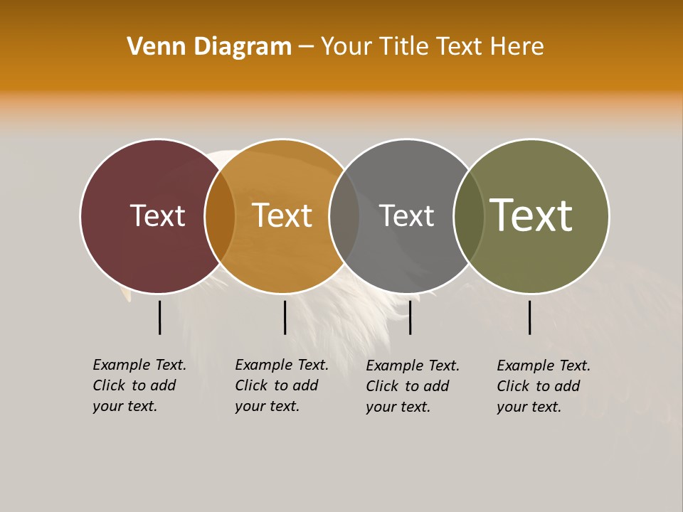 Animal America Hawk PowerPoint Template