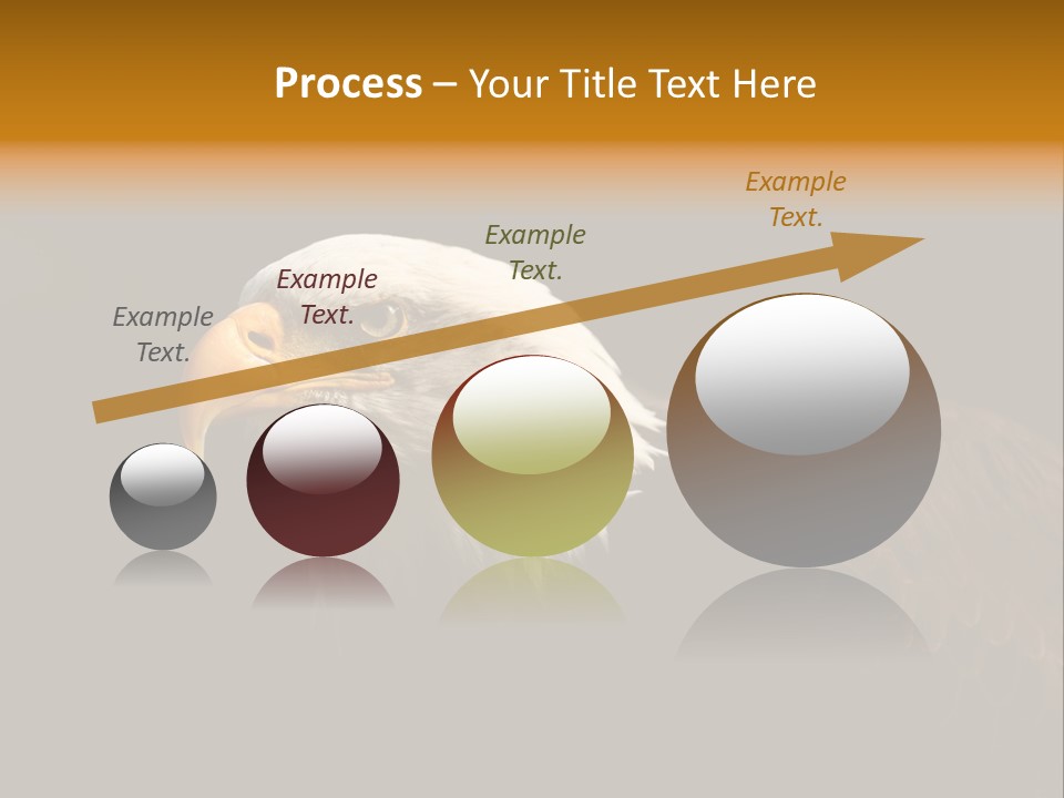 Animal America Hawk PowerPoint Template