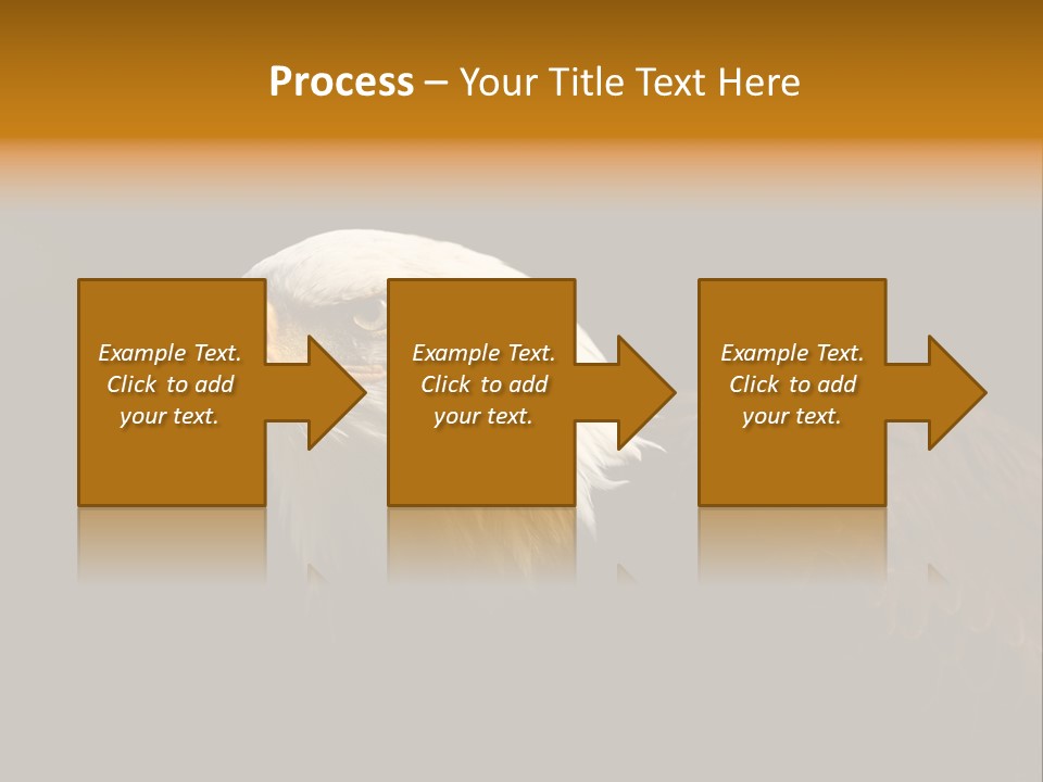 Animal America Hawk PowerPoint Template