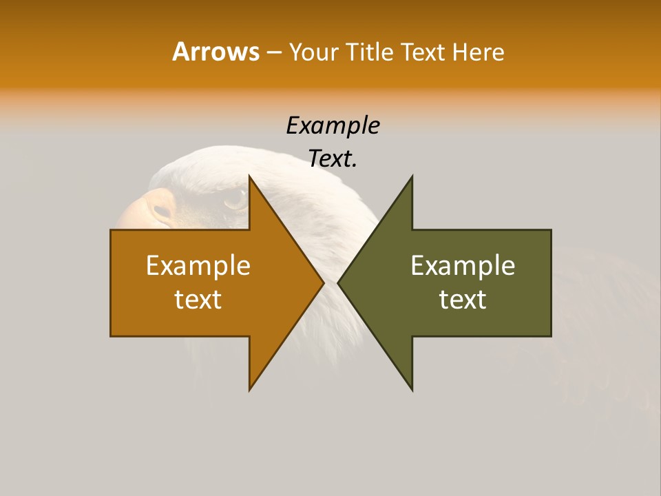 Animal America Hawk PowerPoint Template