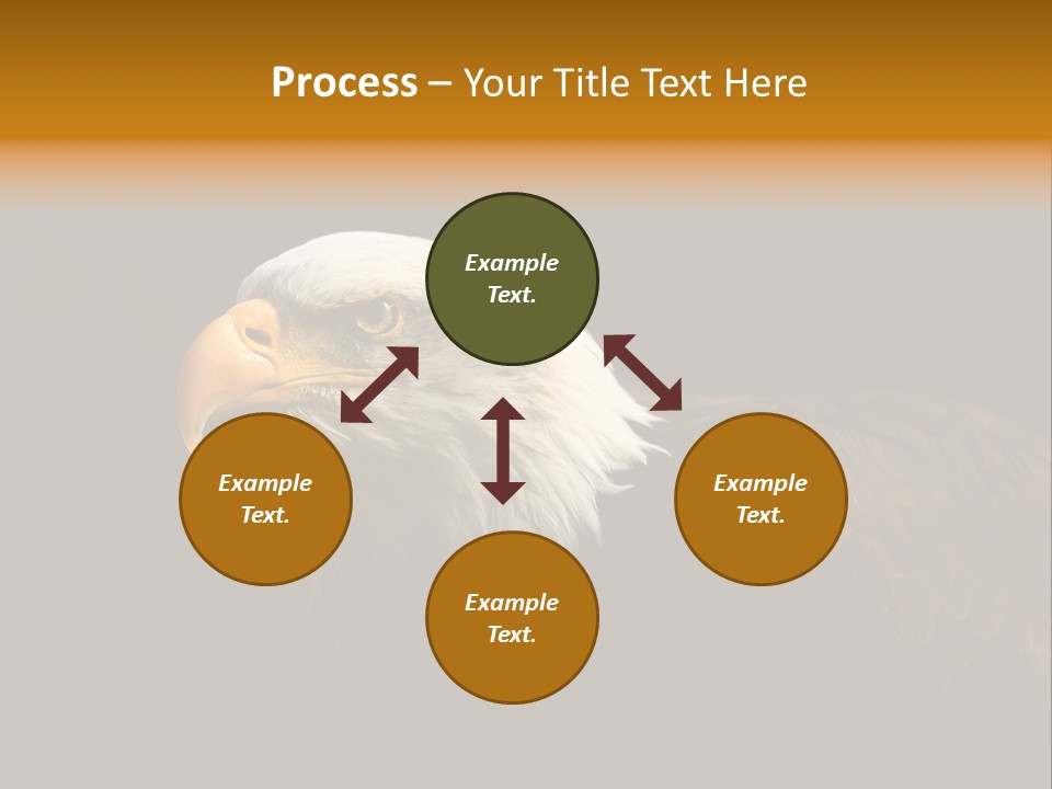 Animal America Hawk PowerPoint Template