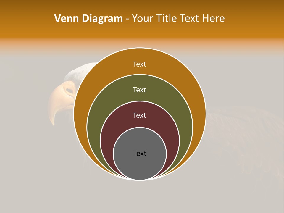 Animal America Hawk PowerPoint Template