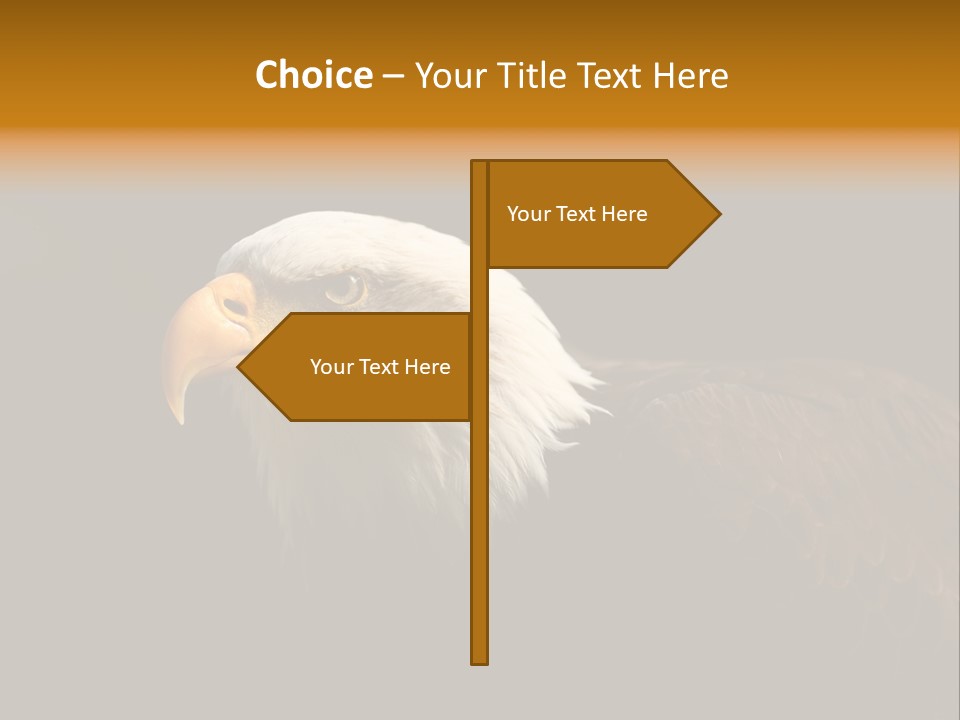 Animal America Hawk PowerPoint Template