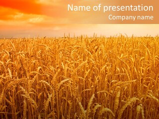 Group Field Farm PowerPoint Template
