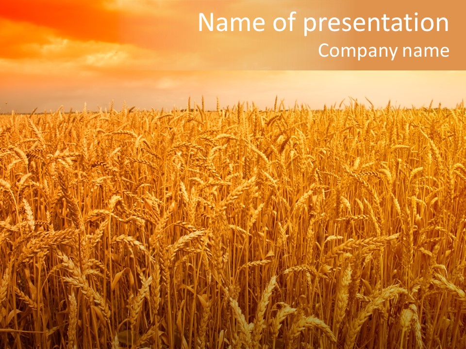 Group Field Farm PowerPoint Template