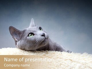 Cute Whiskers Lying PowerPoint Template