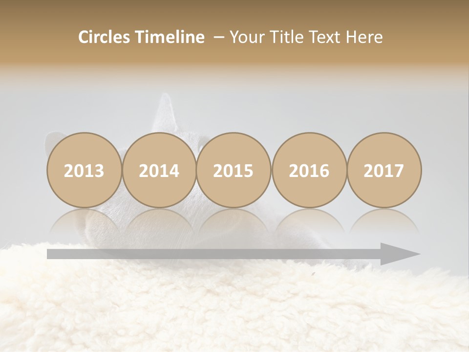 Cute Whiskers Lying PowerPoint Template