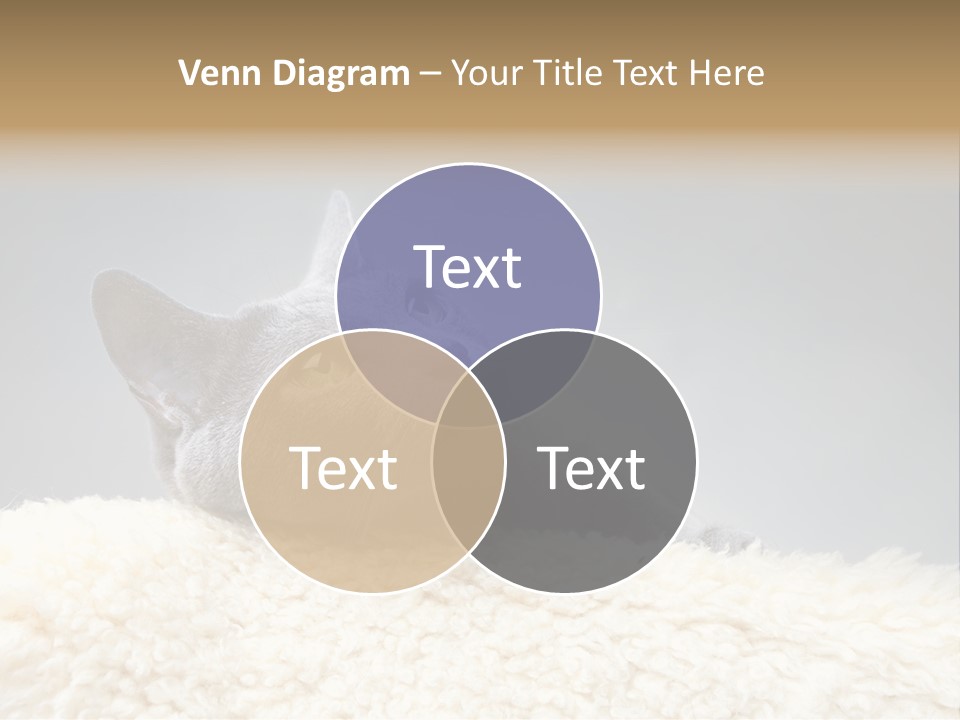 Cute Whiskers Lying PowerPoint Template