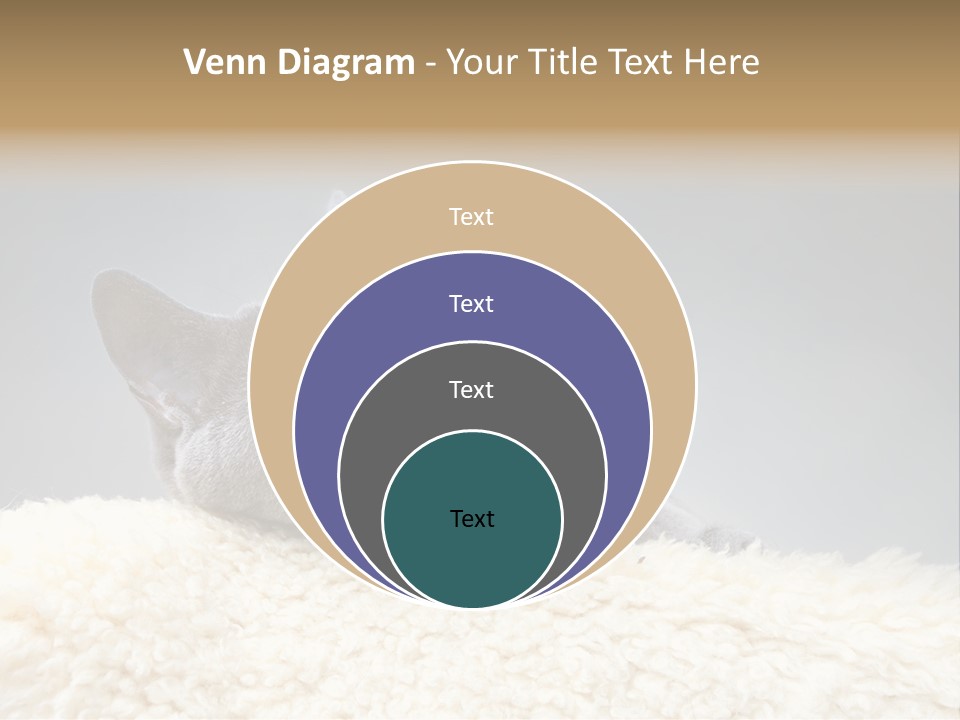 Cute Whiskers Lying PowerPoint Template