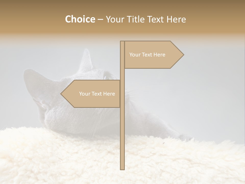 Cute Whiskers Lying PowerPoint Template