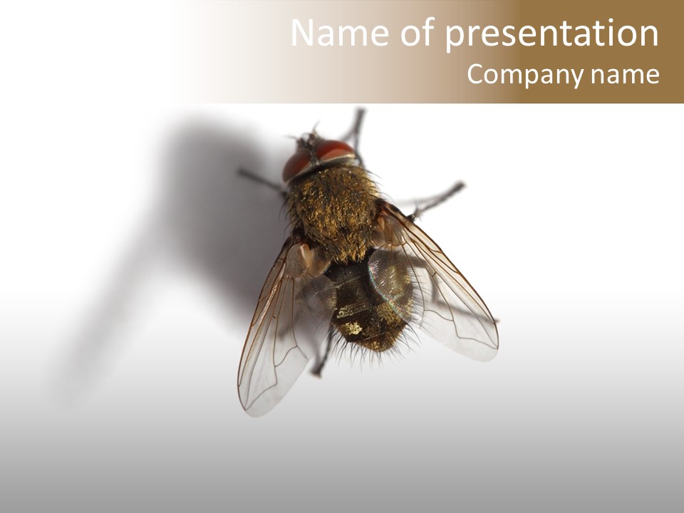 White Pest House PowerPoint Template