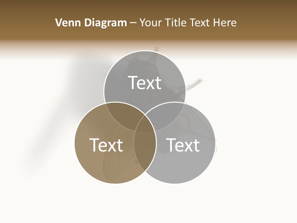 White Pest House PowerPoint Template