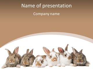 Hare Little Mammal PowerPoint Template