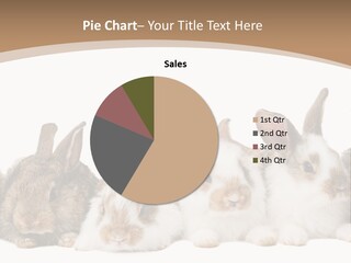 Hare Little Mammal PowerPoint Template