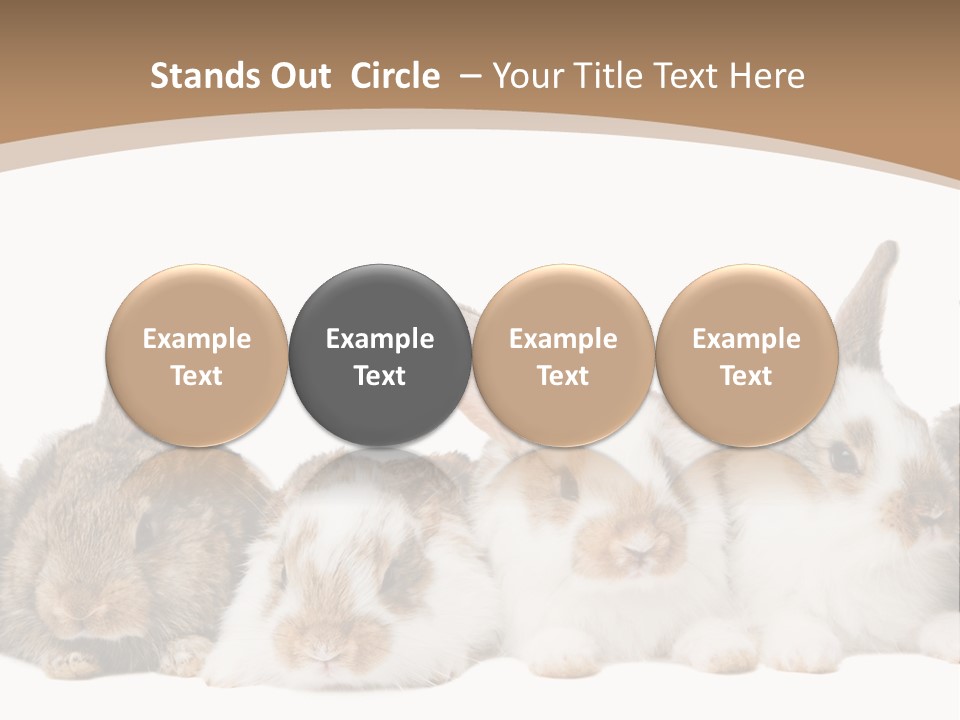 Hare Little Mammal PowerPoint Template