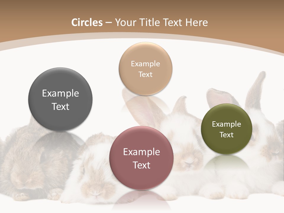 Hare Little Mammal PowerPoint Template