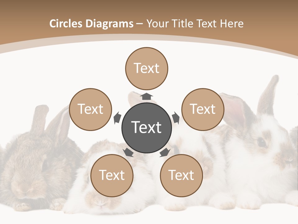 Hare Little Mammal PowerPoint Template